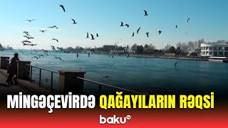 Sahil Parkının Hay-Küylü Qağayıları Mingəçevir