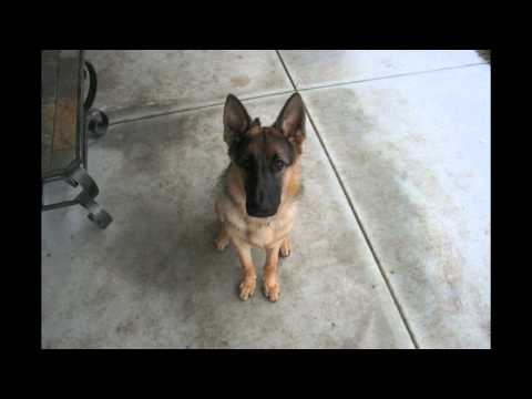 Time Lapse: Puppy to Adult in 40 seconds. Dunder photo a day. Year 1