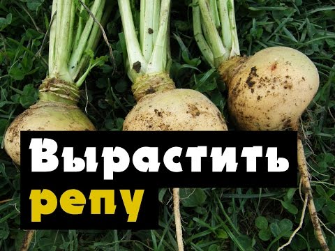 РЕПА - выращивание репы петровской