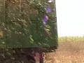 Chopping corn silage in Iowa