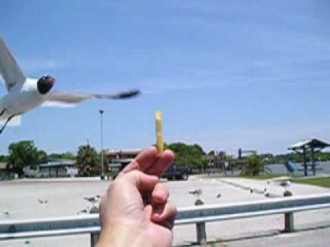 at Roseland Park, Baytown,
