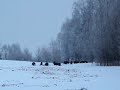 Lov prasat v Česku