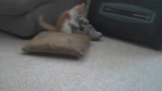 Jaws Plays Fetch