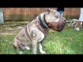 los 6 perros mas peligrosos del mundo