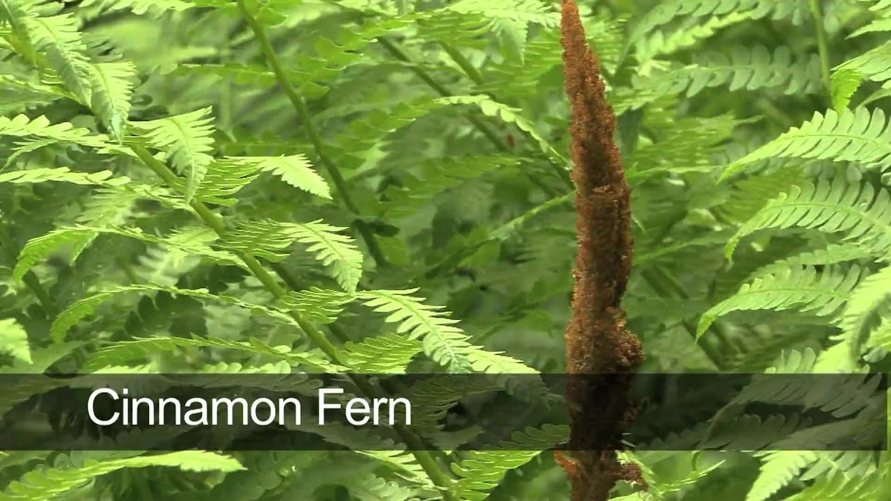How To Grow Ferns YouTube