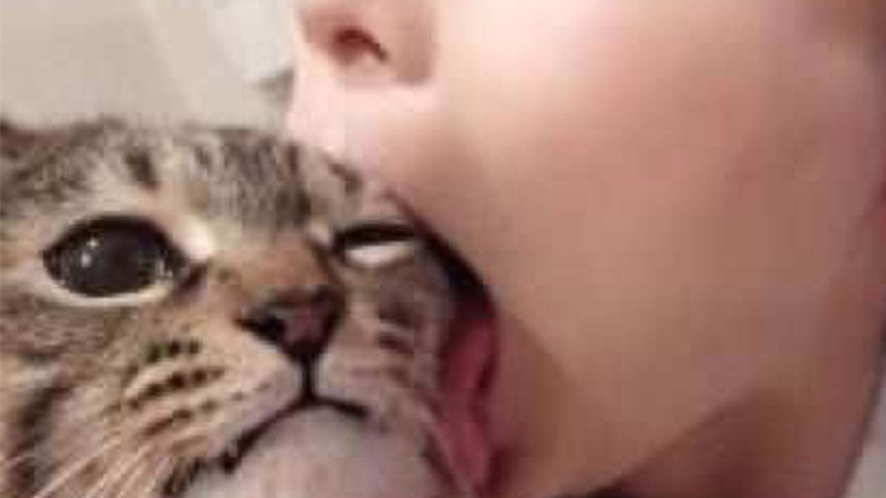Will cats lick pussy