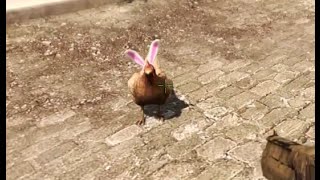 CS:GO Bunny-Chicken update in a nutshell!