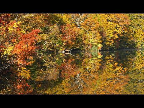 鎌池の紅葉 Kamaike pond in autumn（Shot on RED ONE）