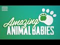 Cool Cute Chicks! - Amazing Animal Babies: Emperor Penguin Chicks (Ep 5) - Earth Unplugged