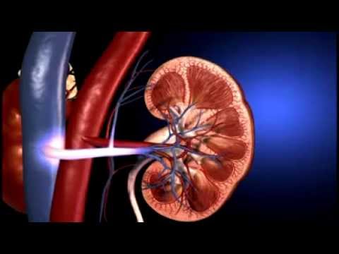 Urinary system - Human Body - YouTube