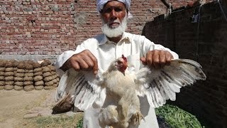 Desi Murgh Karahi | Desi Chicken Recipe | Village Style Cooking | Village Food Secrets Desi Murgh Karahi | Desi Chicken Recipe | Village Style Cooking | Village Food Secrets
