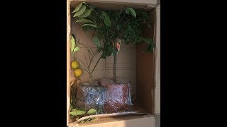 Видео Доставка и упаковка взрослых цитрусовых. Рангпур и Кумкват.Цитрусы в доме и мн. другое от ДЕРЕВЕНСКИЕ БУДНИ с М & М, Рангпур, Бангладеш