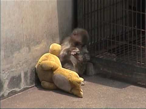 オトメちゃんとリラックマ母さん（市川市動植物園）Japanese Macaque Monkeys
