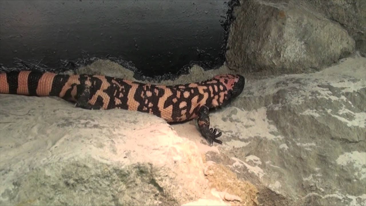 Conoce al Monstruo de Gila | Faunia - YouTube