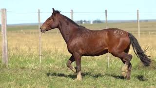 LOTE 210 - CAVALO CRIOULO (MACHOS) - LEILÃO SÃO BIBIANO 2021