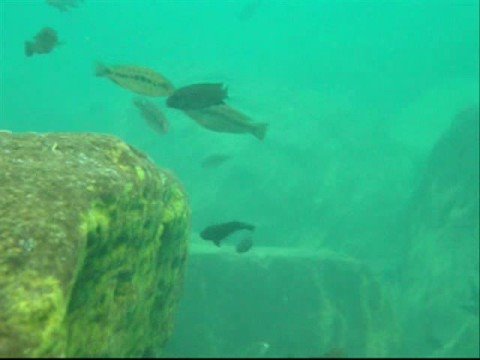 Lake Malawi Safari 2008