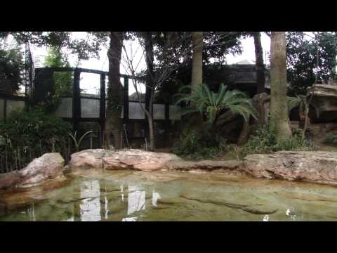 スマトラトラ 上野動物園（東京都台東区）