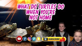 WHAT DO TURTLES DO WHEN YOU'RE NOT HOME
