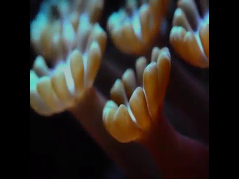 Header of Alveopora gigas