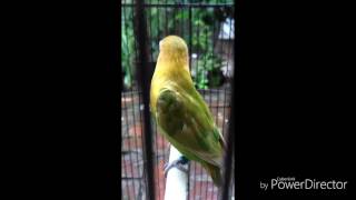 PAUD LOVEBIRD BALIBU BELAJAR NGEKEK PANJANG