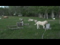 Turkish sheperd dog