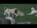 Turkish sheperd dog