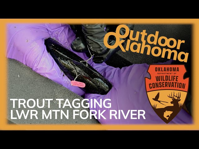 Watch Trout Tagging on the Lower Mountain Fork River on YouTube.