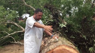 VIDÉO INÉDITE !!! Un arbre satanique de la sorcellerie abattu par le Prophète Joel Krasso