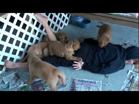 golden retriever puppy playing. Golden retriever puppy playing