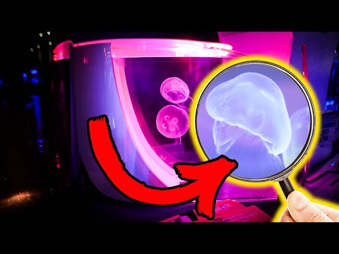 The best New Tanks at Aquashella! The best New Tanks at Aquashella!