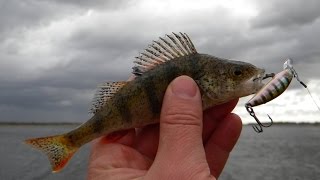 Strike Pro Twitchy Minnow 48