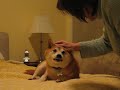 Shiba Inu or Satan?
