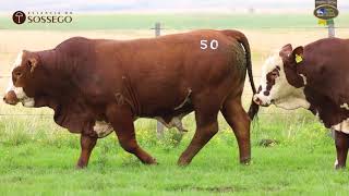 LOTE 50, 51 | Remate Braford Estância do Sossego 2021
