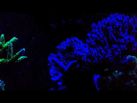 Header of Acropora sarmentosa