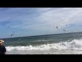 Rare Shark Feeding Frenzy in North Carolina