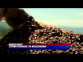 ΣΤΡΟΦΗ ΣΤΗ ΜΕΛΙΣΣΟΚΟΜΙΑ ΓΙΑ ΤΟΥΣ ΝΕΟΥΣ