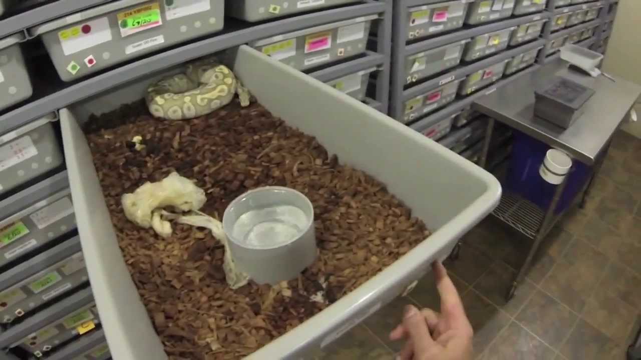 best ball python egg incubator best ball python egg incubator