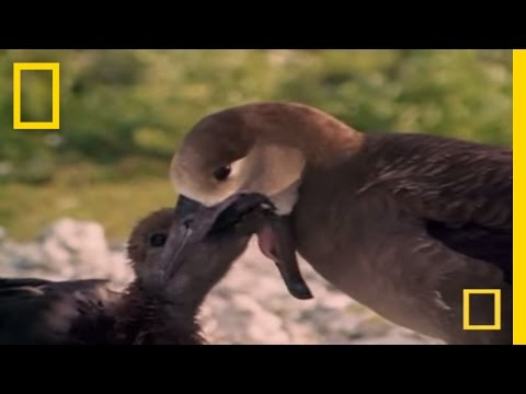 SHARK vs. BIRD