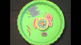 Edible 3D Plant Cell Project