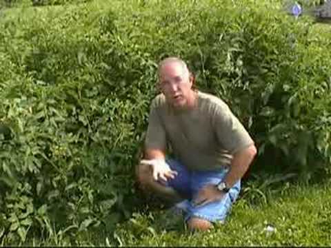 Gardening with Chickens, Regarding Chickens