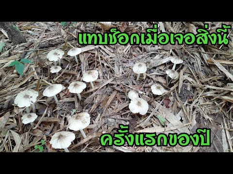 ออกแล้วเห็ดปลวก ดีใจมากได้เก็บเห็ดปลวกกลุ่มแรกของปี สาวเฉิ่มยังงงรอดสายตามาได้ไง EP492