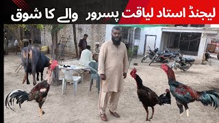 Ustad Liaqat Pasroor Walay Aseel Murga Farm Thai Aseel Burmi Aseel Turkish Hint Horozu