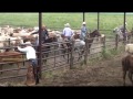 Cattle Round Up near Emporia