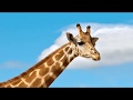 Roald Dahl, The Giraffe and the Pelly and Me. Free... thumbnail