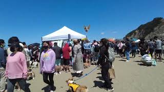 Cardigan Corgi At Corgi Con 2022 Sf Totle The Corgi Ep.4