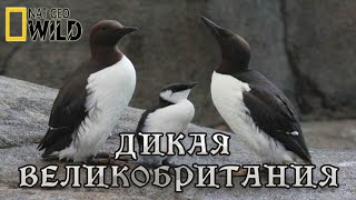 Дикая Великобритания - Жизнь У Воды.(3) Дикие Животные. #Документальный Фильм. National Geographic