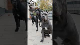 Most Aggressive Cane Corso Vs Great Dane Military Dogs