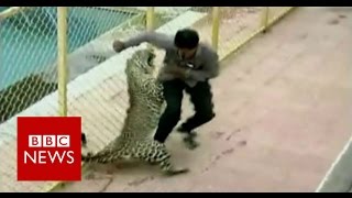 Leopard on the loose injures six while prowling around school in India - BBC News Leopard on the loose injures six while prowling around school in India - BBC News