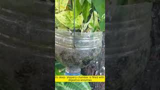 Carnivorous Plants That Eat Animals Natures Real Monsters