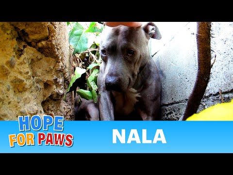 Nala - Scared stray Pit Bull living in a ditch - rescued! Please share on facebook & twitter